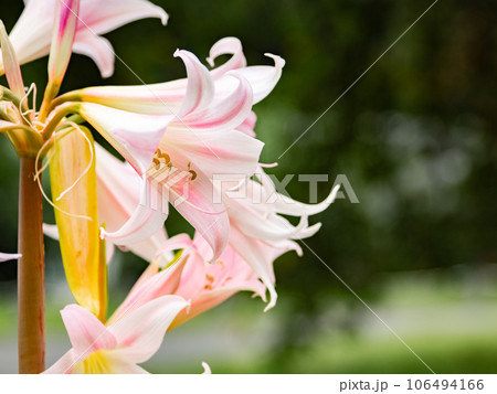 初秋に淡いピンクの花を咲かせるホンアマリリス 初秋に淡いピンクの花を咲かせるホンアマリリス 106494166