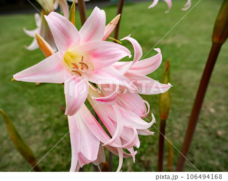 初秋に淡いピンクの花を咲かせるホンアマリリス 初秋に淡いピンクの花を咲かせるホンアマリリス 106494168