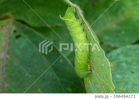 トビイロスズメ幼虫 106494271