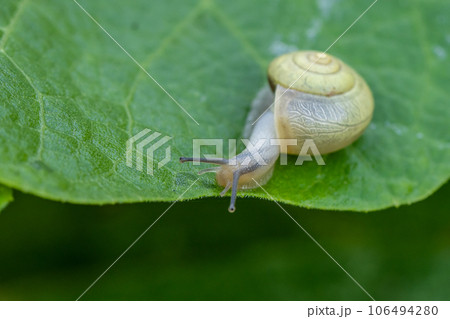 カタツムリ(コハクオナジマイマイ) カタツムリ(コハクオナジマイマイ) 106494280