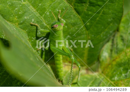 ツチイナゴ幼虫 106494289
