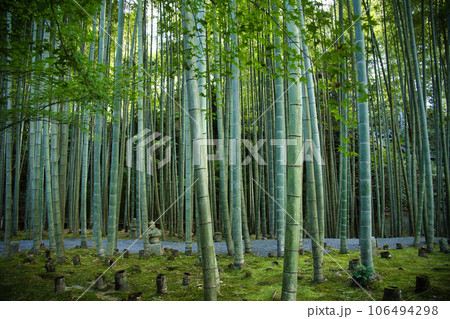 圓光寺　竹林 106494298
