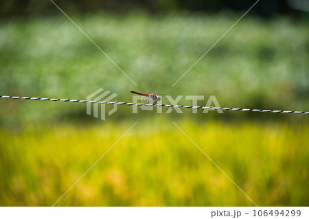 トンボの休憩 106494299