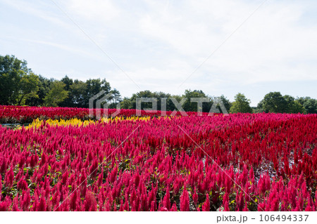 ケイトウの花 106494337