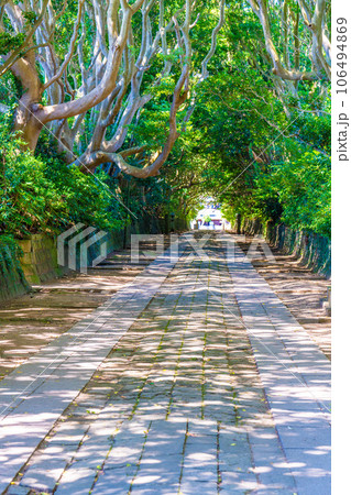 酒列磯崎神社の参道 106494869