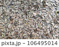 A pile of dry leaves fell on the ground. In a light brown tone 106495014