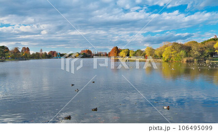 紅葉の水元公園 迫力の水郷に映る秋の空 紅葉の水元公園 迫力の水郷に映る秋の空 106495099