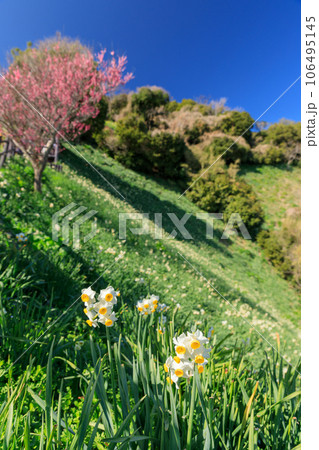 兵庫_灘黒岩水仙郷の絶景風景 兵庫_灘黒岩水仙郷の絶景風景 106495145