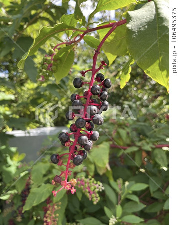 ヨウシュヤマゴボウの実 106495375