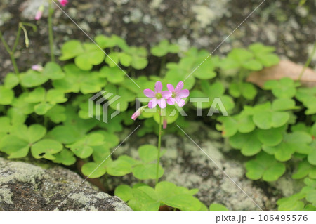 梅雨の高松・石清尾八幡宮 106495576