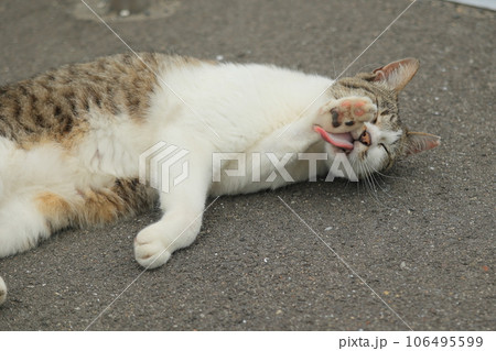 毛繕いをする猫＠梅雨の高松・石清尾八幡宮 106495599