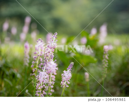 初秋の緑地に花を咲かせたツルボ 初秋の緑地に花を咲かせたツルボ 106495981