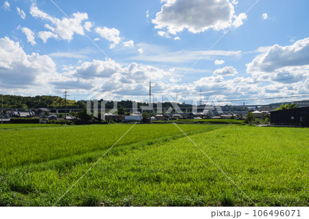 田んぼの青い稲に青空の雲 106496071