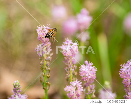 群生して咲くツルボの蜜を吸いに来たハチ 群生して咲くツルボの蜜を吸いに来たハチ 106496234