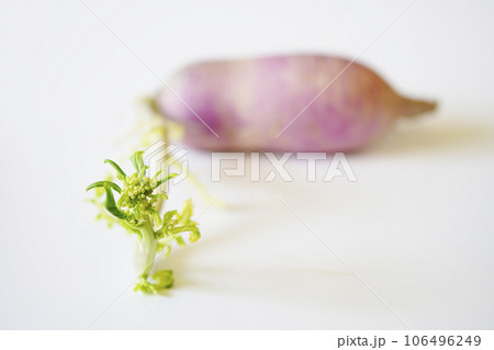 冷蔵庫(野菜庫)の中で、長い間見ない内に「紫大根」に花芽が出てしまった...3 冷蔵庫(野菜庫)の中で、長い間見ない内に「紫大根」に花芽が出てしまった...3 106496249