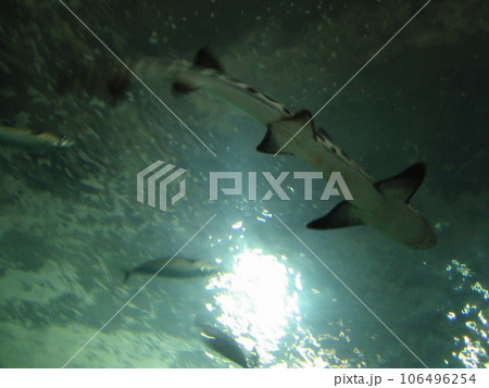 サンフランシスコ　PIER39 アクアリウム 106496254