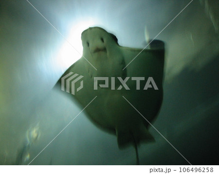 サンフランシスコ　PIER39 アクアリウム 106496258