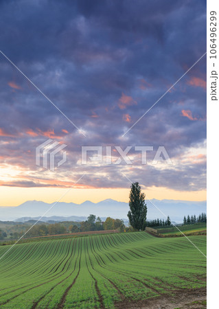 北海道美瑛_ケンとメリーの木の朝焼け風景 北海道美瑛_ケンとメリーの木の朝焼け風景 106496299