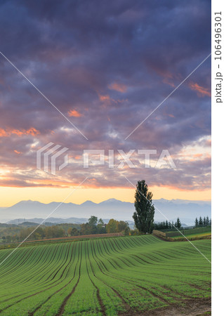 北海道美瑛_ケンとメリーの木の朝焼け風景 106496301