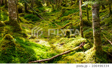 夏の南八ヶ岳　行者小屋への北沢　苔むす登山道 106496334