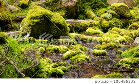 夏の南八ヶ岳　行者小屋への北沢　苔むす登山道 106496335