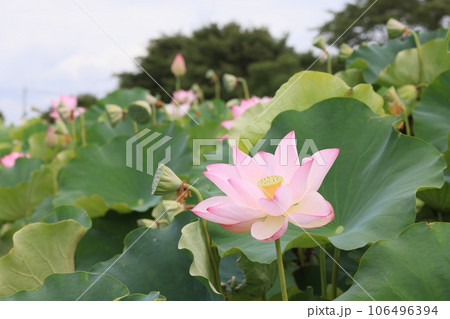 クローズアップ撮影した埼玉県行田市古代蓮の里の古代蓮の花 106496394