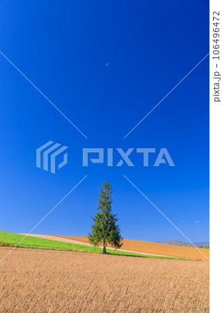北海道_初夏のクリスマスツリーの木と快晴の絶景 106496472