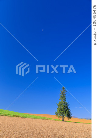 北海道_初夏のクリスマスツリーの木と快晴の絶景 北海道_初夏のクリスマスツリーの木と快晴の絶景 106496476