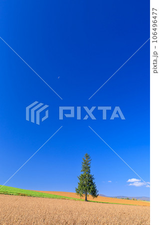 北海道_初夏のクリスマスツリーの木と快晴の絶景 北海道_初夏のクリスマスツリーの木と快晴の絶景 106496477