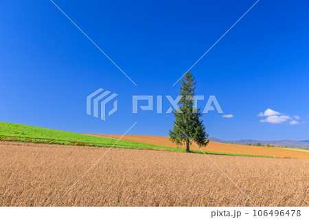 北海道_初夏のクリスマスツリーの木と快晴の絶景 北海道_初夏のクリスマスツリーの木と快晴の絶景 106496478