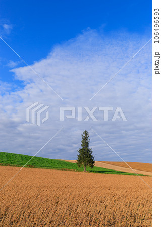 北海道_初夏のクリスマスツリーの木の絶景 106496593