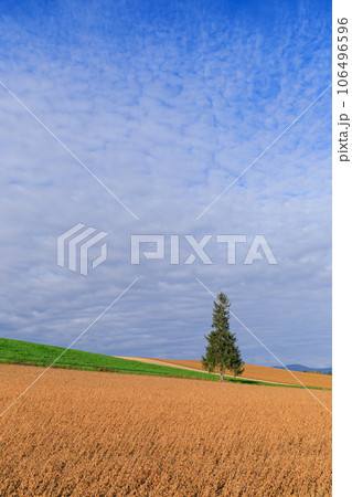 北海道_初夏のクリスマスツリーの木の絶景 北海道_初夏のクリスマスツリーの木の絶景 106496596