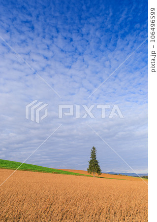 北海道_初夏のクリスマスツリーの木の絶景 106496599