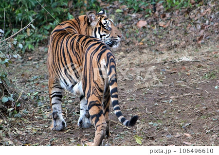 ズーラシアのスマトラトラ 106496610