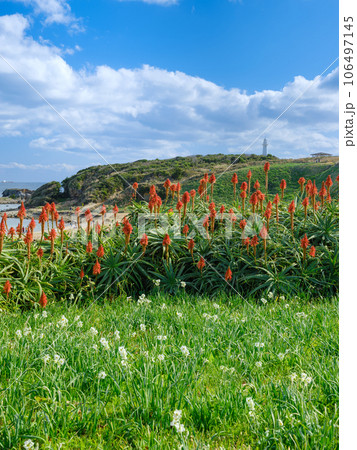 静岡下田_野水仙群落地に咲く満開の水仙絶景 106497145