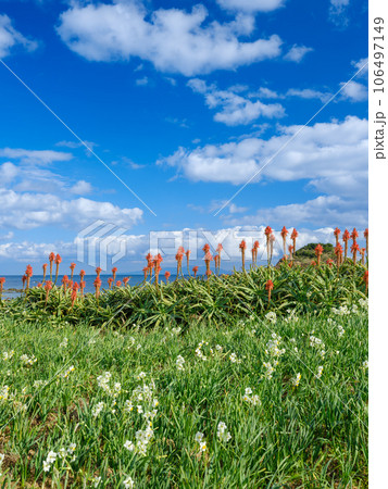 静岡下田_野水仙群落地に咲く満開の水仙絶景 静岡下田_野水仙群落地に咲く満開の水仙絶景 106497149