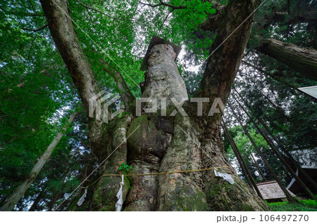 群馬県吾妻郡・親都神社の大ケヤキ 群馬県吾妻郡・親都神社の大ケヤキ 106497270