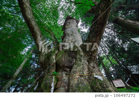 群馬県吾妻郡・親都神社の大ケヤキ 106497272