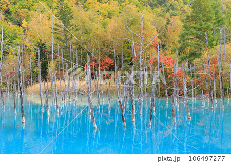 北海道美瑛_紅葉する青い池の絶景 106497277