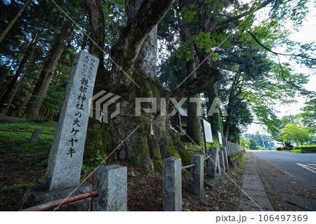 群馬県吾妻郡・親都神社の大ケヤキ 群馬県吾妻郡・親都神社の大ケヤキ 106497369