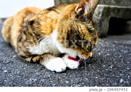 道路でグルーミング中の猫 106497452