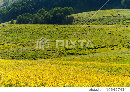 Wildflowers in a full bloom in Crested Butte, Colorado. 106497454