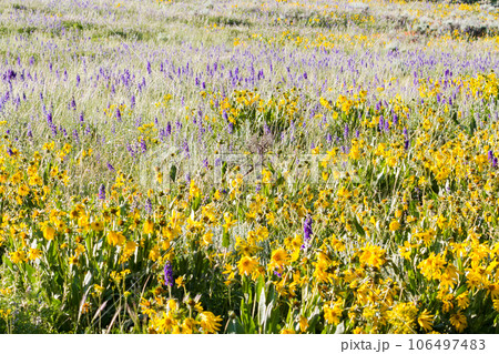 Yellow and blue wildflowers in full bloom in the mountains. Yellow and blue wildflowers in full bloom in the mountains. 106497483