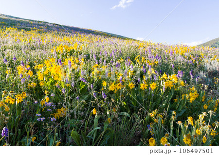 Yellow and blue wildflowers in full bloom in the mountains. 106497501