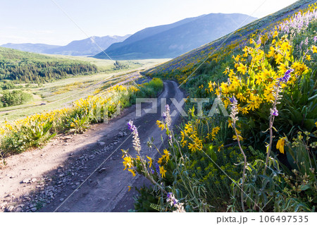Yellow and blue wildflowers in full bloom in the mountains. Yellow and blue wildflowers in full bloom in the mountains. 106497535