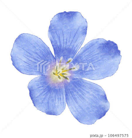 Watercolor flax flowers and buds Watercolor flax flowers and buds 106497575