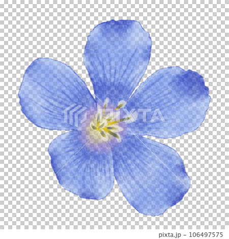 Watercolor flax flowers and buds Watercolor flax flowers and buds 106497575