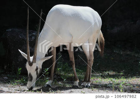 アラビアオリックス 106497982