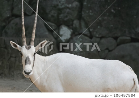 アラビアオリックス 106497984