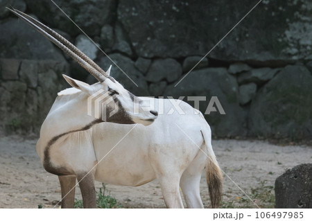 アラビアオリックス アラビアオリックス 106497985